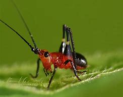 Image result for Red Cricket Insect