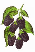 Image result for BlackBerry Graphic