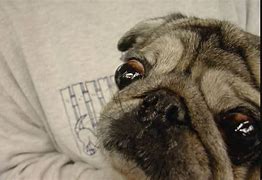 Image result for Pugs Eyes Popping Out