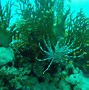 Image result for Underwater Clear Sea Life