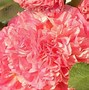 Image result for Alcea rosea peaches 