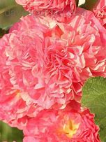 Image result for Alcea rosea peachy shades