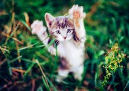 Image result for Cat Attacking