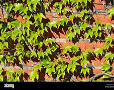 Image result for parthenocissus tricuspidata wall