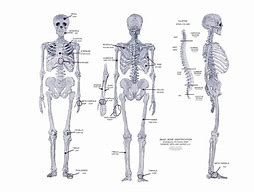 Image result for Body Single Bone