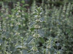 Image result for How to Use Horehound Plant