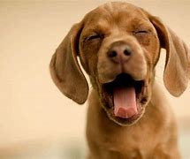 Image result for iPhone Funny Dog Wallpaper