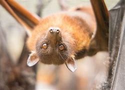 Image result for Albino Black Bat