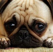 Image result for Cute Sad Puppy Eyes