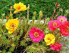 Image result for Google Images Flowers 4X6 Picture