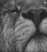 Image result for Lion Scratch Art