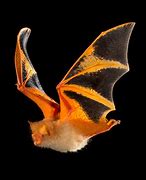 Image result for Colorful Bats