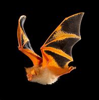 Image result for Painted Bat Facts