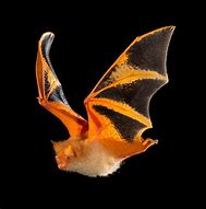 Image result for Colorful Bat Art