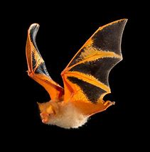 Image result for Colourful Bats