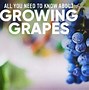Image result for Grape Vine Care