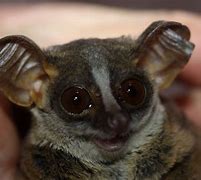 Image result for Animals with Ears On Either Side