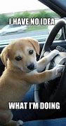 Image result for Dog Driving Meme