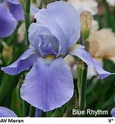 Image result for Iris Blue Rhythm (Germanica-Group)