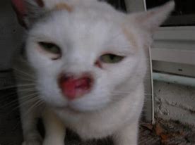 Image result for Sores On Cats Nose