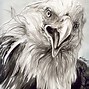 Image result for American Eagle Sketches