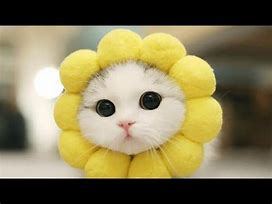Image result for Ảnh Happy Cat