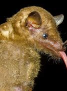 Image result for Tube Lipped Nectar Bat