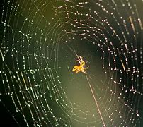 Image result for Cool Spider Webs