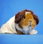 Image result for Guinea Pigs in Track Suits