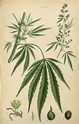 Image result for Cannabis Botanical Illustration