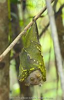 Image result for Sulawesi Fruit Bat