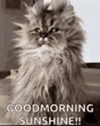 Image result for Funny Memes About Good Morning