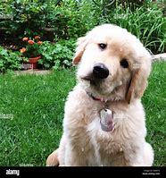 Image result for Confused Dog Face