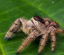 Image result for Largest Jumping Spider in the World