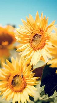 Image result for Sunflower Lock Screen Aesthetic