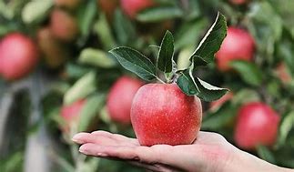 Image result for Orchard Red Delicious Apple