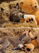 Image result for Newborn Baby Donkeys