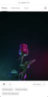 Image result for Apple iPhone Rose Wallpaper