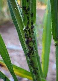 Image result for Pest of Wheat Aphid