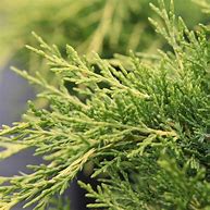 Image result for Juniperus chinensis Goldschatz