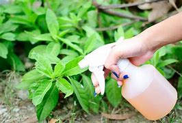 Image result for Plant Insecticide