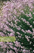 Image result for Lavandula angustifolia Hidcote Pink