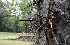 Image result for The Thorn Large Plants Ghost Box