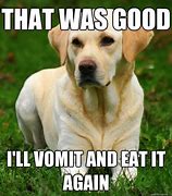 Image result for Dog Vomit Meme