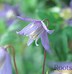 Image result for Clematis Alpina