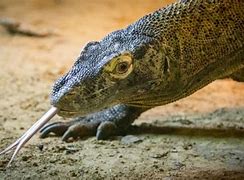 Image result for Biggest Lizard Komodo Dragon