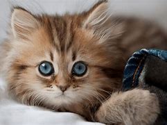 Image result for Real Cute Cats