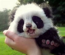 Image result for Very Cute Panda Pictures