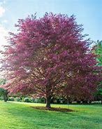 Image result for Fagus sylvatica Tricolor