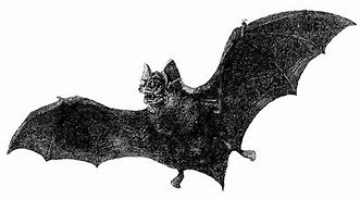 Image result for Vintage Bat Illustration